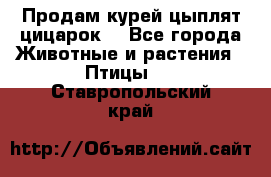 Продам курей цыплят,цицарок. - Все города Животные и растения » Птицы   . Ставропольский край